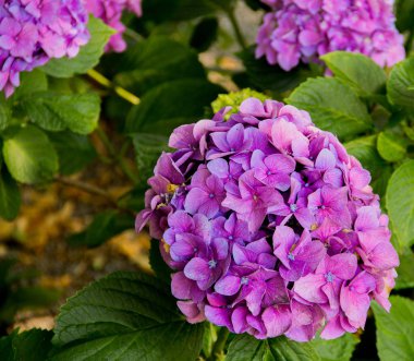 İsveç, Malmö 'de bir mezarlıkta çekilmiş yeşil yapraklı pembe hortensiya çiçekleri.