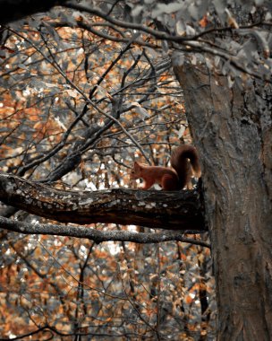 Vahşi kahverengi bir sincap sonbahar ormanında bir dalda oturuyor.
