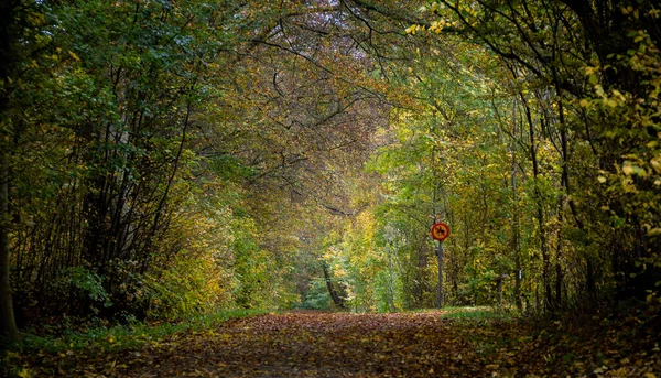 Der Waldweg Ist Mit Braunem Laub Bedeckt Und Die Bäume — Stockfoto
