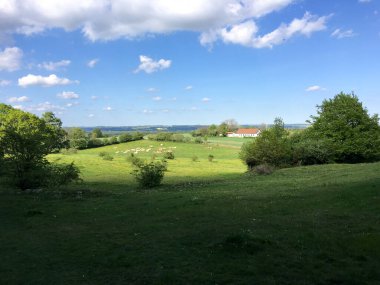 Bir beyaz ve kahverengi inek sürüsü, Güney İsveç 'in yuvarlanan tepelerinde yeşil otlar ve çalılarla büyük açık bir çayırda dinleniyor.