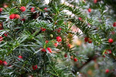 Bu yeşil bitki (Taxus Baccata veya Yew) Noel veya kış hissi veren kırmızı böğürtlenlerle doludur.