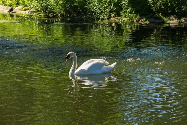 在瑞典马尔默的一个公园里 一只白色的沉默天鹅优雅地在绿水中游泳 — 图库照片