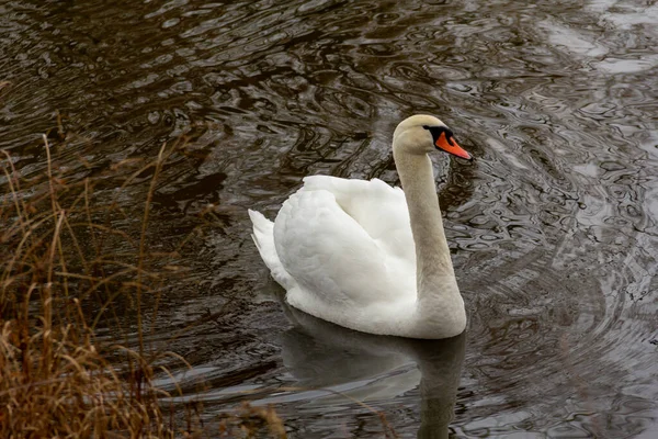 Cygne Muet Flotte Lentement Dans Petit Lac Pendant Hiver Malmo — Photo