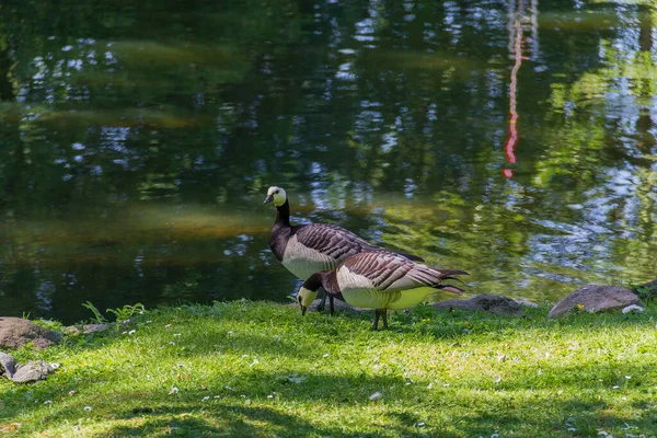 Sveç Malmö Kentindeki Bir Parkta Yazın Kenarında Duran Bir Çift — Stok fotoğraf