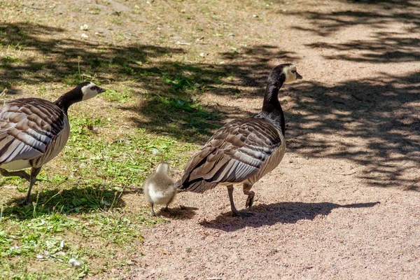 Sveç Malmö Bir Parkta Yürürken Barnacle Goose Bir Çocuğu Var — Stok fotoğraf