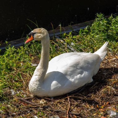 Tek bir dilsiz beyaz kuğu İsveç 'in Malmö kanalının yakınında yerde dinleniyor.