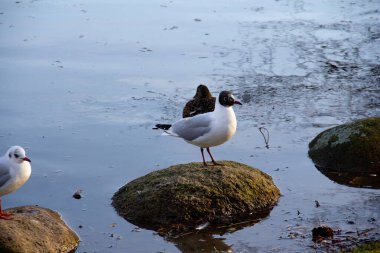Siyah başlı bir martı (Chroicocephalus ridibundus) kış güneşinde suda bir kayanın üzerinde durur.
