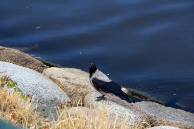 Kapüşonlu bir karga suya yakın kayaların üzerinde duruyor ve kameraya bakıyor.