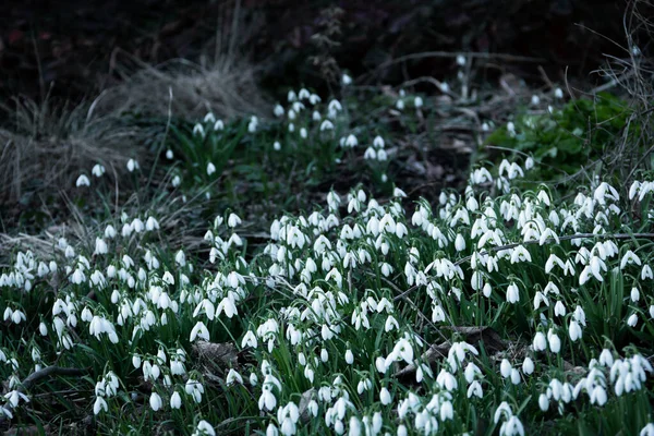 Галантуське Поле Лютому Швеції Квітки Темного Зимового Дня — стокове фото
