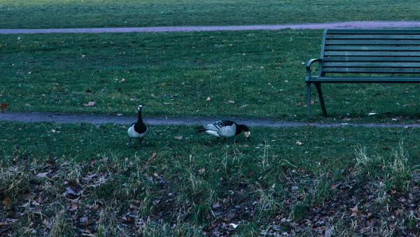 Två Havstulpangäss Äter Det Gröna Gräset Allmän Trädgård Malmö — Stockfoto