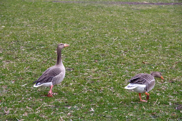Couple Greylag Geese Looking Food Green Lawn Park Malmo Sweden — Stock Photo, Image