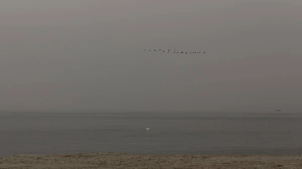 スウェーデンのマルメのビーチで霧の多い灰色の曇りの日 孤独な白鳥は穏やかな海の上にあり 鳥は空を飛んでいる — ストック写真