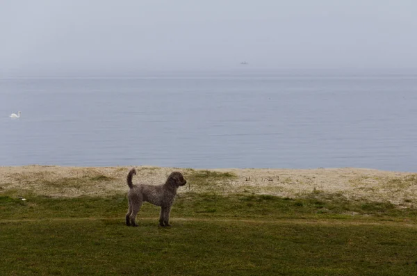 Пес Lagotto Romagnolo Truffle Dog Пильнує Шукає Щось Пляжі Мальмо — стокове фото