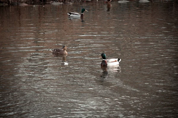 Quelques Canards Colverts Nagent Lentement Dans Eau Froide Lors Une — Photo