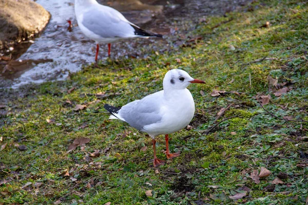 Una Gaviota Está Pie Sobre Hierba Verde Una Fría Tarde — Foto de Stock