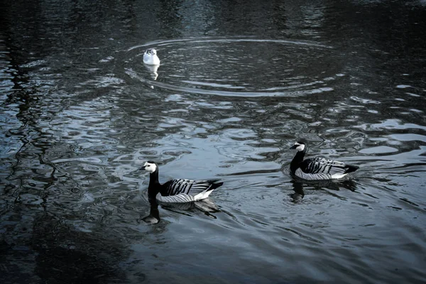 在瑞典马尔默的一个公园里 两只藤壶鹅正在冷水中游泳 — 图库照片