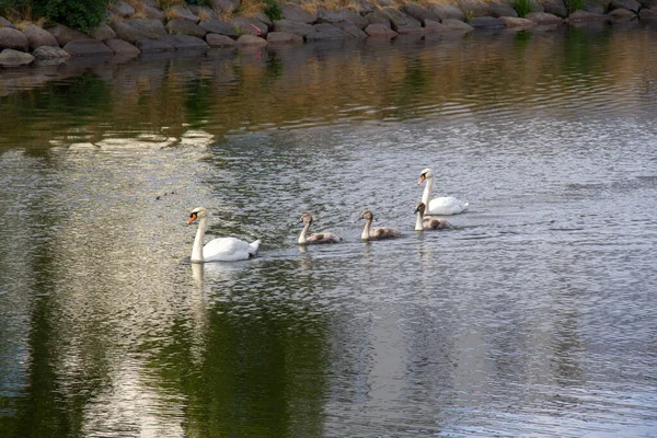 Una Pequeña Familia Cisnes Está Nadando Línea Canal Una Cálida — Foto de Stock