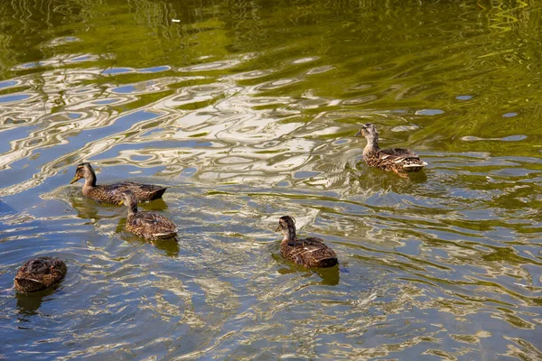 Sveç Bir Parkta Gölette Yüzen Beş Dişi Yaban Ördeği — Stok fotoğraf