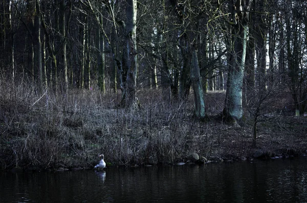 夕暮れ時に公園の水の中に立っている孤独な灰色のガチョウ — ストック写真