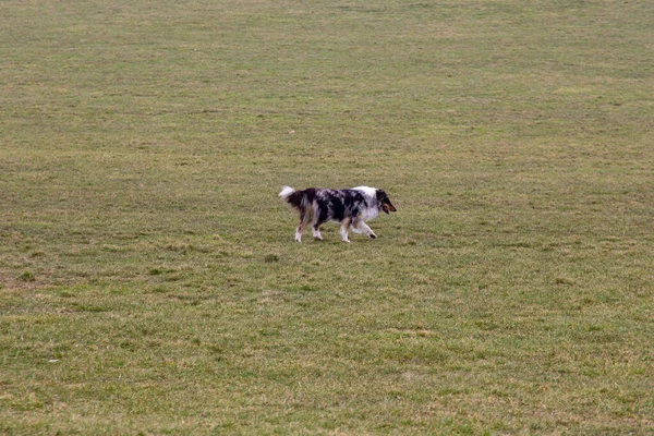 Ένα Μοναχικό Σκυλί Κόλεϊ Τρέχει Ένα Χωράφι Γρασίδι Μια Κρύα — Φωτογραφία Αρχείου