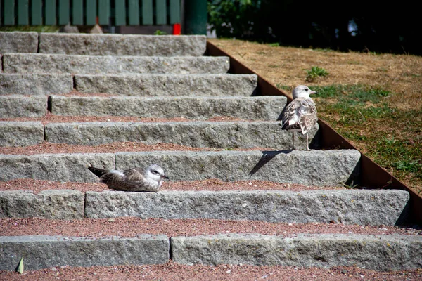 Dos Polluelos Gaviota Descansan Una Escalera Piedra Parque Durante Cálido — Foto de Stock