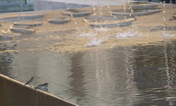 德国德累斯顿 日落时分 鸟儿在一个阳光充足的喷泉中洗澡 — 图库照片
