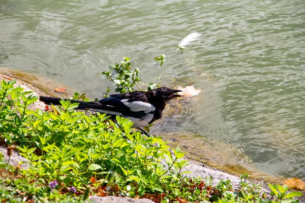 炎炎夏日 喜鹊在公园的池塘里喝水 — 图库照片