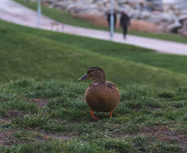 Sveç Malmö Kış Boyunca Çimlerin Üzerinde Dişi Yaban Ördeği — Stok fotoğraf