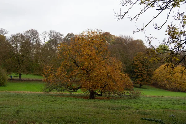 瑞典托洛普草地上的秋天树 — 图库照片