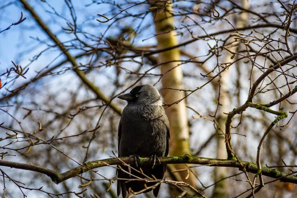 Western Jackdaw Sentado Luz Del Sol Principios Primavera Día Frío —  Fotos de Stock