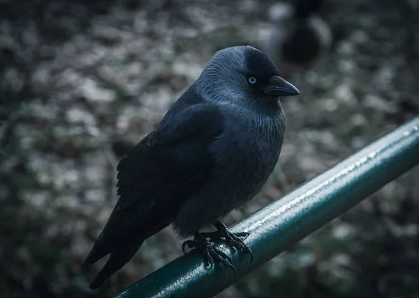 Nahaufnahme Einer Dohle Die Auf Einem Grünen Metallgeländer Einem Park — Stockfoto