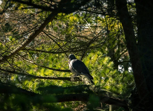 Pombo Sentado Galho Fundo Uma Árvore — Fotografia de Stock