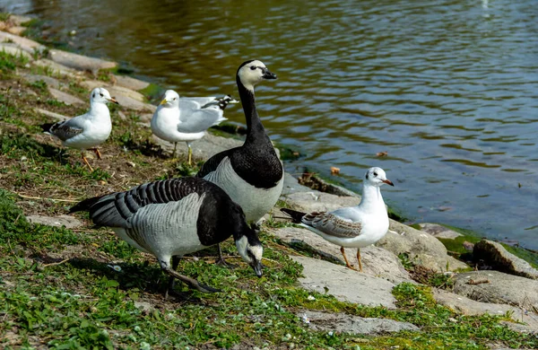 Sveç Malmö Kentindeki Bir Parktaki Göletin Yakınındaki Çimenleri Yerken Bir — Stok fotoğraf