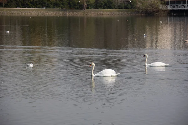 Couple Cygnes Muets Glissant Dans Eau Dans Lac Parc Pildammsparken — Photo