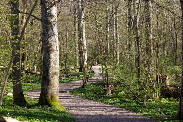 Die Frühlingssonne Erhellt Den Fußweg Wald Nationalpark Dalby Soderskog Schweden — Stockfoto