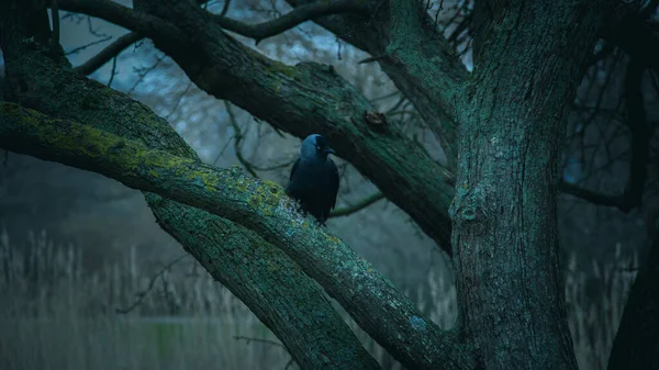 Wester Jackdaw Sedí Osamělý Větvi Stromu Během Chladného Zimního Dne — Stock fotografie