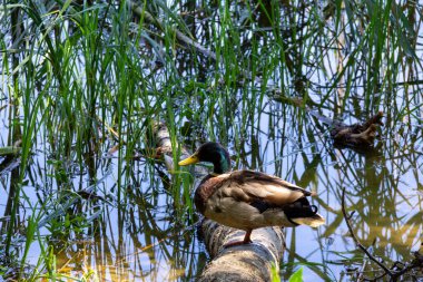 Güneşli bir yaz gününde bir ağaç gövdesinin üzerinde duran Mallard ördeği
