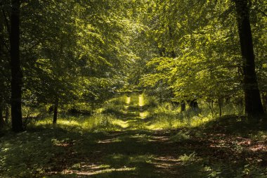 Ormandaki yüksek çimlerde yapılan bazı araba izleri uzaklarda kayboluyor. Ormanda güneşli bir günde bakımsız bir yol..