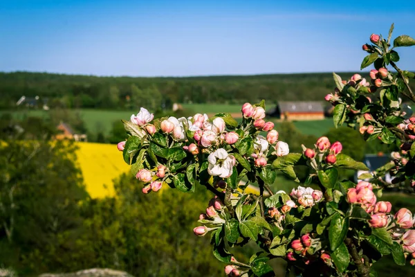 Spring flowers on a bush growing on a hill in the otherwise flat landscape in southern Sweden. In the background farmland and yellow rape seed flower fields