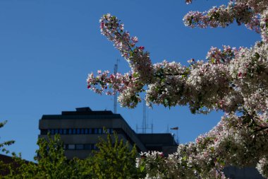 İsveç 'in Lund kentindeki hastane binasının dışında, ılık bir bahar gününde çiçek açan bir ağaç.