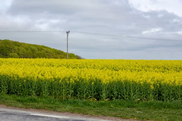 In the flat farmlands of Skane (Scania) in southern Sweden the rapeseed grows everywhere during spring. In this field an old electricity pole stands.