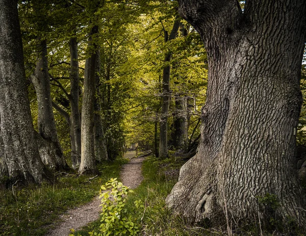 Eine Riesige Alte Eiche Neben Einem Kleinen Pfad Einem Frühlingswald — Stockfoto