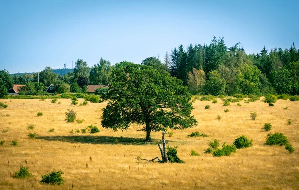 Solo Árbol Verde Medio Campo Cultivo Amarillo Sur Suecia Skane —  Fotos de Stock