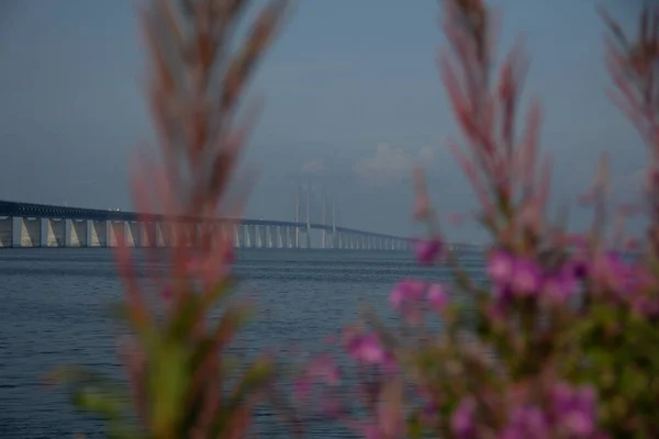 Die Öresundbrücke Vom Land Aus Gesehen Zwischen Ein Paar Lila — Stockfoto