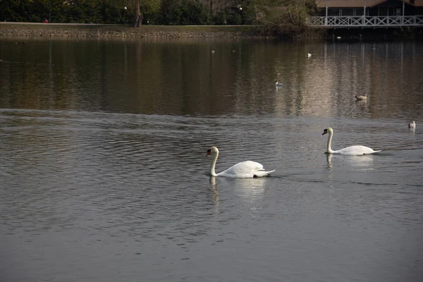 Ett Par Stumma Svanar Glider Förbi Den Lugna Dammen Parken — Stockfoto