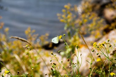 Tek bir beyaz kelebek, arka planda bulanık bir şekilde görülen suya yakın büyüyen sarı bir çiçeğin üzerine indi.