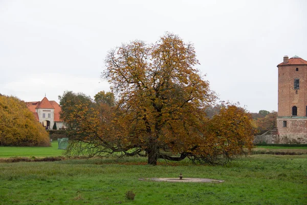 Torup Suécia Outubro 2019 Uma Grande Árvore Tem Folhas Laranja — Fotografia de Stock