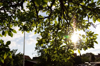 İsveç 'te sıcak bir yaz akşamında, bahçedeki yeşil yaprakların arasından güneş parlıyor.