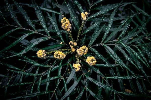 Een Donkergroene Humeurige Plant Bladeren Met Druppels Water Gele Bloemen — Stockfoto