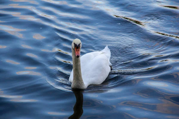 Seul Cygne Muet Nage Vers Photographe Dans Eau Froide Lac — Photo